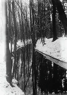 Forest in Hanover