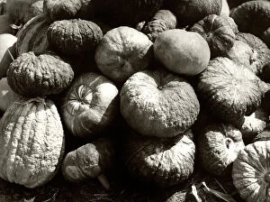 And Legumes Collection: Gourds