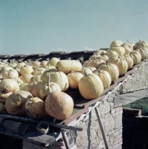 And Legumes Collection: Gourds laid out to dry on the roof, Impruneta