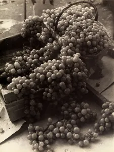 Agricultural Product Images Prints: Grapes