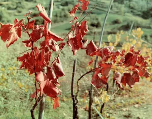 Farming Landscape Photography Prints: Grapes-vine rows