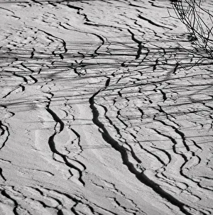 Natural Elements Photography Prints: Ground