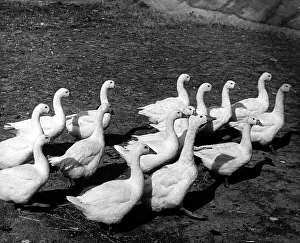 Waterfowl Birds Prints: Group of geese