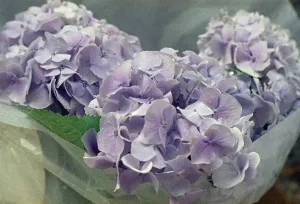 Hortensia Plant Prints: Hydrangeas