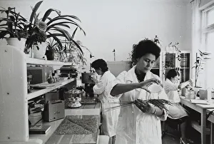 Female Lab Technician Prints: Laboratory experiments