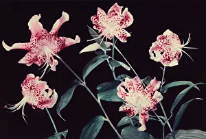 Floral Still Life Photography Prints: Lilies