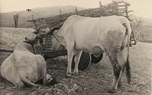 Terrestrial Mammals Prints: Two Maremma cattle