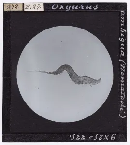 Natural Sciences Photography Prints: Ambiguous Oxyurus (Nematodea) enlarged under a microscope