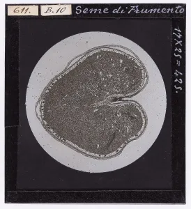 Wheat seed enlarged under a microscope