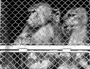 Captive Primate Photos Prints: Monkeys in cage