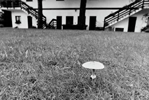 Images Dated 5th May 2016: Mushroom in a meadow of Taino