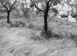 Olive Trees Landscape Prints: Olive trees