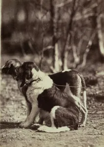 Terrestrial Mammals Prints: Pair of dogs