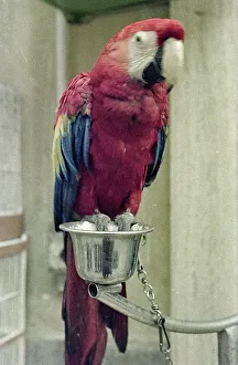 Colorful Parrots Prints: Parrot