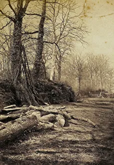 Tree Silhouette Photography Prints: Path in a forest