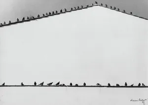 Animal Wildlife Photos Prints: Pigeons