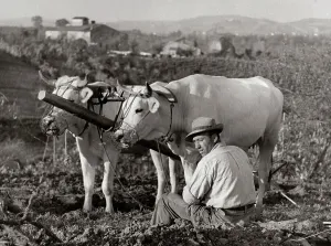 Resting in the fields