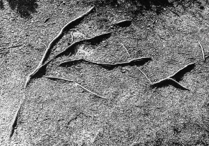 Vegetable Kingdom Elements Prints: Roots of a tree
