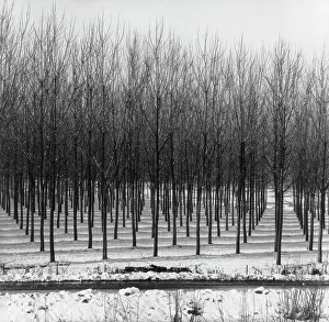 Rows of trees in the snow