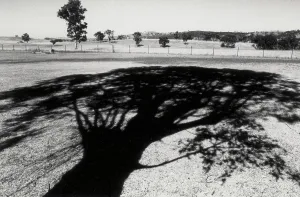Woodland Landscape Photography Prints: Shadow of a tree