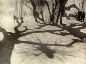 Shadows of trees