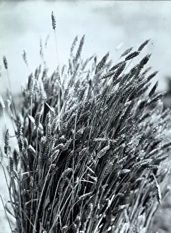 Agricultural Plant Prints: A sheaf of wheat