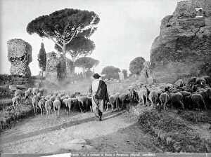 Images Dated 24th January 2012: A shepherd in Appia Antica street