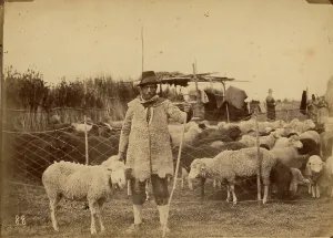 Shepherd With Sheep Prints: Shepherd with sheep