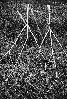 Nature Mood Images Prints: Shrubbery