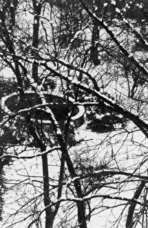 Snowy Tree Branches Prints: Snowy branches