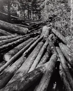 Tree trunks