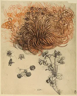 Botanical Illustrations Europe Prints: Study of herbaceous plants