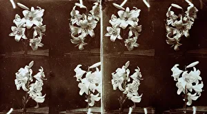 Vintage Flower Photography Prints: Study of a small stalk of lilies in four intervals