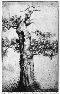 Turin Royal Library Collection Prints: Study of a tree. Drawing by Jan Wijnants, preserved in the Royal Library, Turin