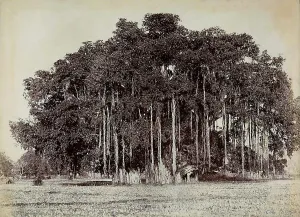 Botanical Images Prints: A sycamore tree