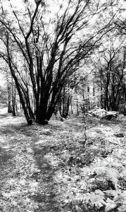 Cryptogamic Plants Prints: Taino forest