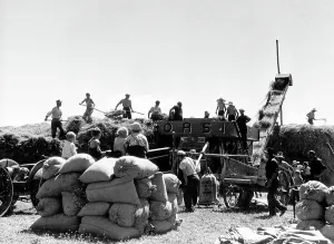 Threshing of wheat