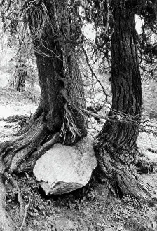Tree Landscape Photography Prints: Trees and rock