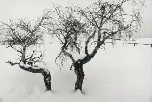Snowy Tree Landscape Prints: Trees in the snow