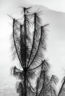 Botanical Images Prints: Vertical plant