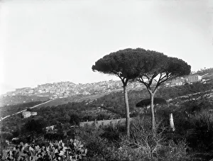Pine Tree Landscape Photo Prints: View of Agrigento