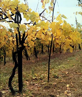 Farming Landscape Photography Prints: View of a vineyard