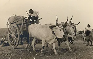 Peasant Farming Practices Prints: Wagon pulled by two cattle of the Maremma breed