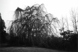 Weeping Willow Tree Prints: Weeping Willow, Taino