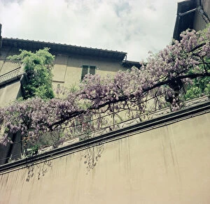 Images Dated 9th March 2015: Wisteria, Florence