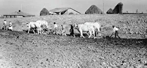 Working in the Sienese fields