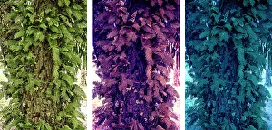 Botanical Images Prints: Abstract of three different color versions of a tree trunk
