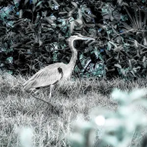 Colorful Nature Scenes Prints: Abstract of Great Blue Heron