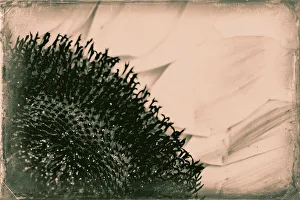 Close Up Sunflower Detail Prints: Abstract of sunflower