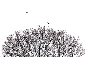 Natural Reserve Scenery Prints: Abstract of tree branches and birds